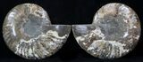 Cut & Polished Ammonite Fossil - Agatized #37149-1
